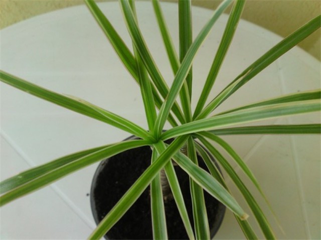 dracena